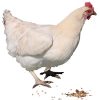 Chicken-PNG-2